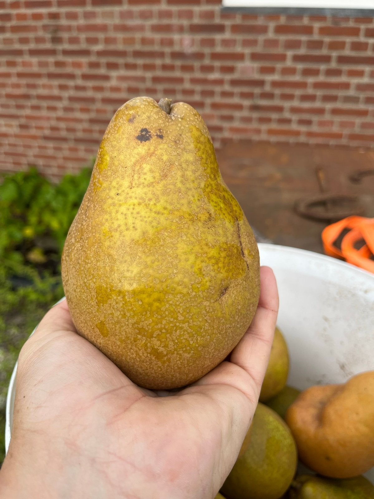 Stoofpeer biologisch, Ophalen