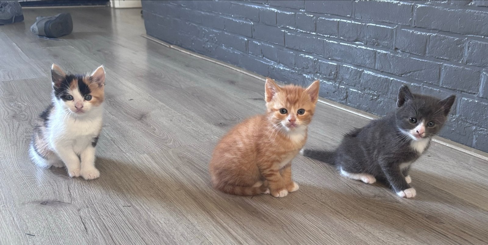 Lieve boerderij kittens te koop, Meerdere dieren, Kortharig, 0 tot 2 jaar