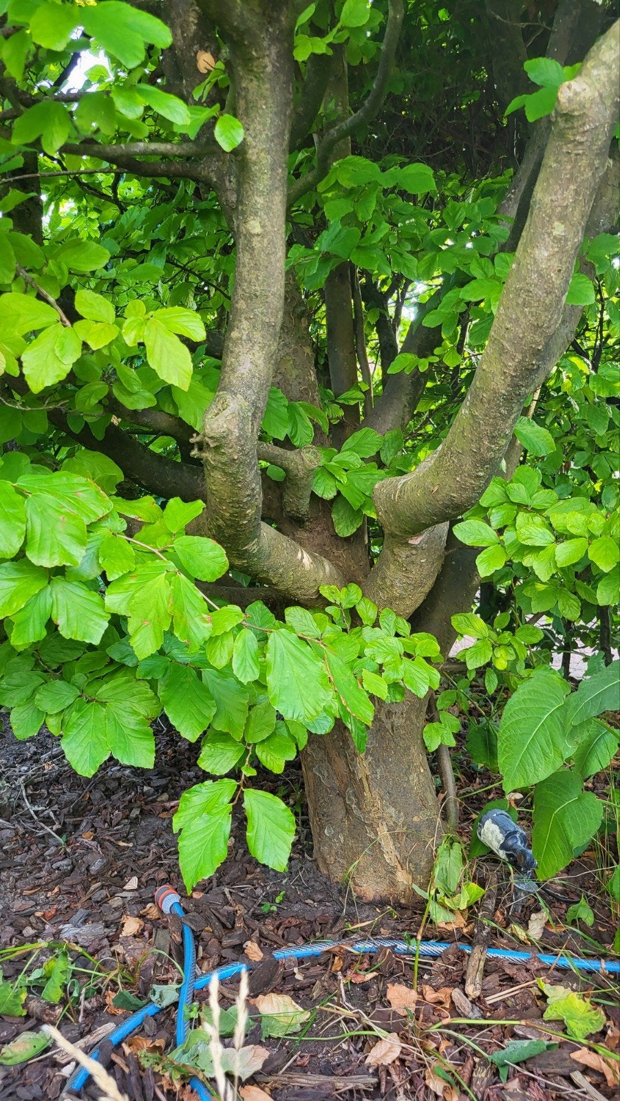 Grote meerstammige Parrotia Persica, ca. 6 meter hoog, Tuin en Terras, Planten | Bomen, Overige soorten, Lente, 400 cm of meer