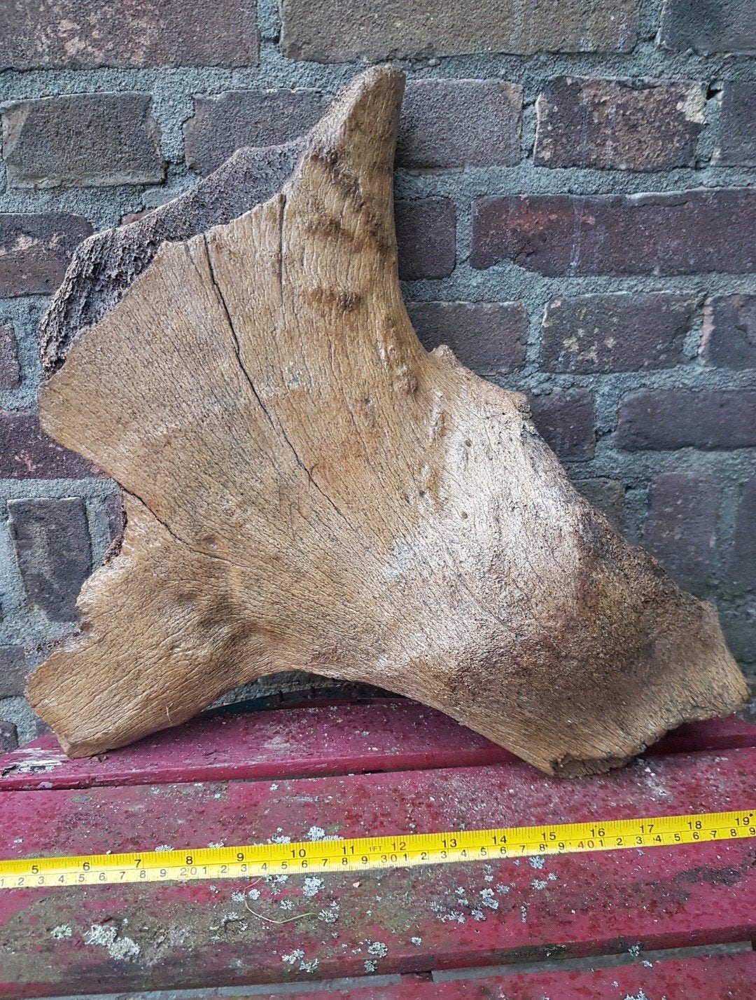Mammoet bot / botten groot mammuthus pleistoceen wolharig, Verzamelen, Mineralen en Fossielen, Ophalen of Verzenden, Fossiel