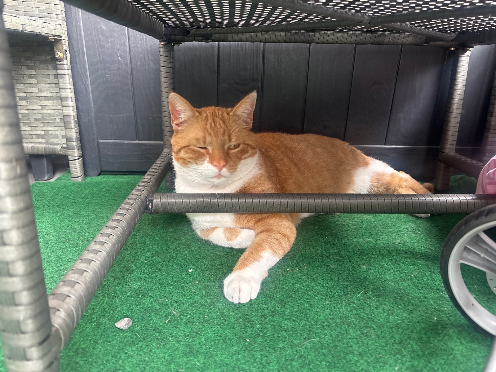 Kat oppas gezocht voor lieve kat, Dieren en Toebehoren, Ophalen