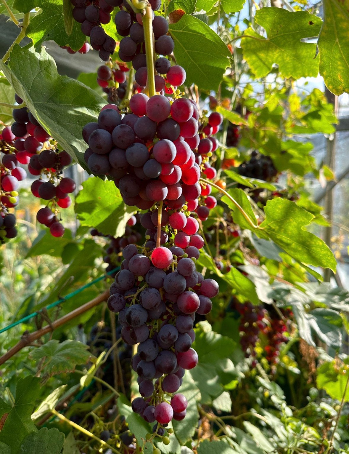 Winterharde pitloze tafeldruif 'Einset Seedless' 2 m, Tuin en Terras, Lente, Overige soorten, Volle zon, In pot