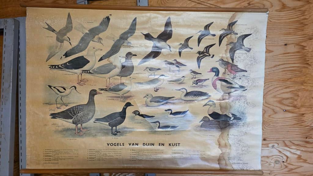 Vintage Schoolplaat Vogels van Duin, Antiek en Kunst, Ophalen of Verzenden, Natuur en Biologie