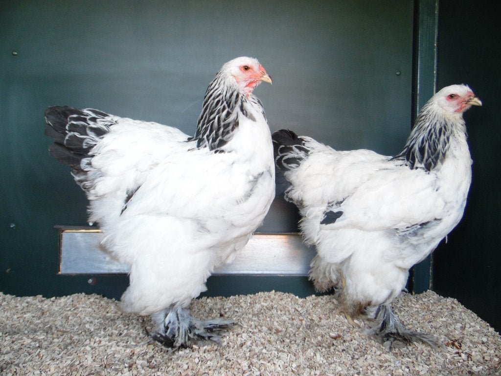 Brahma groot | Tamme, grote kippen | Deskundig advies, Dieren en Toebehoren, Vrouwelijk, Kip