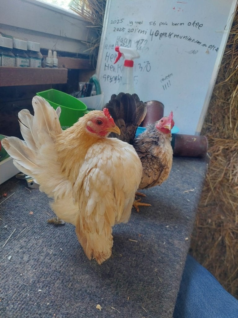Raszuiver koppeltje serama  A klasse koppeltje, Dieren en Toebehoren, Meerdere dieren, Kip