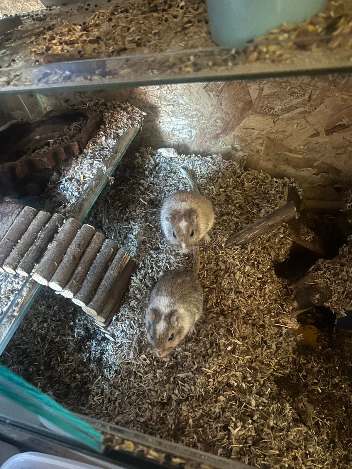 Gerbil koppel 2 vrouwtjes, evt incl hok, Dieren en Toebehoren, Knaagdieren, Juni, Meerdere dieren, Overige typen