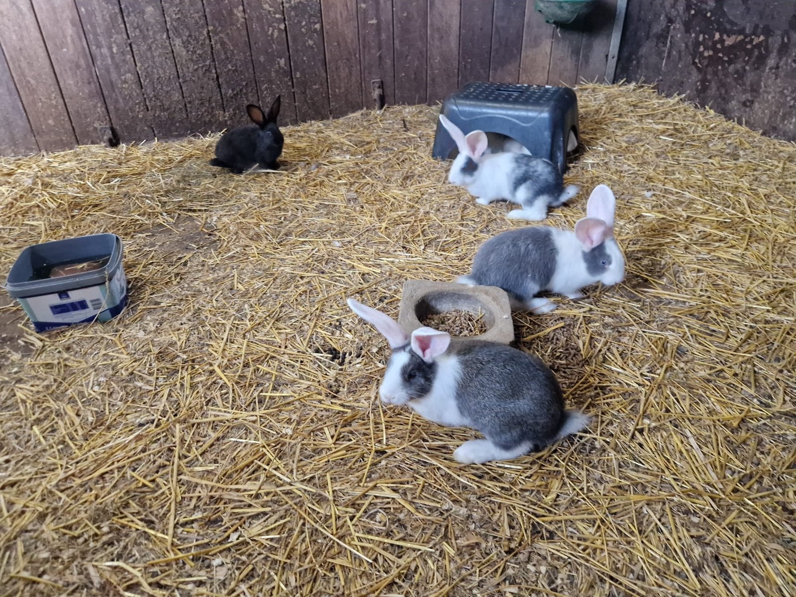 Duitse reuzen, Dieren en Toebehoren, Meerdere dieren, Groot, 0 tot 2 jaar