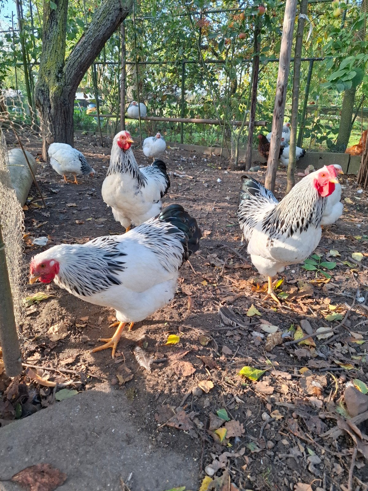 wyandotte kriel hanen, 5 maanden, Dieren en Toebehoren, Mannelijk, Kip