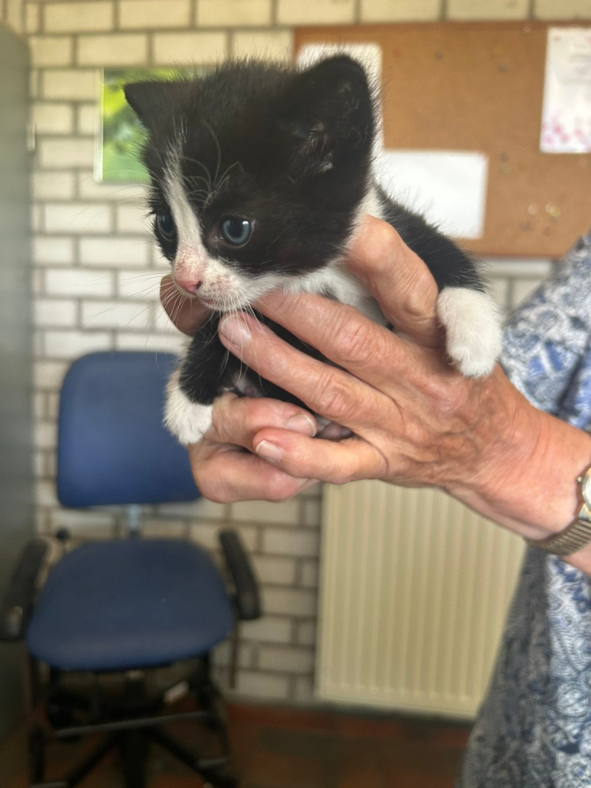 Boerderij kittens, Poes, Kortharig, 0 tot 2 jaar