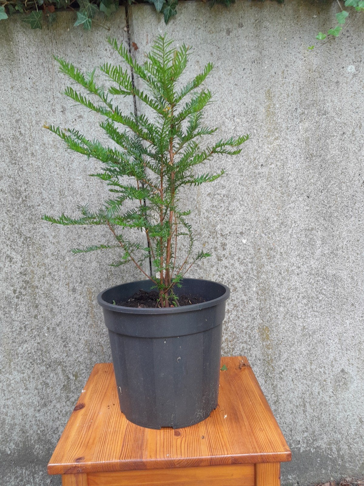 Taxus, Ophalen, Bloeit niet, Overige soorten, Volle zon
