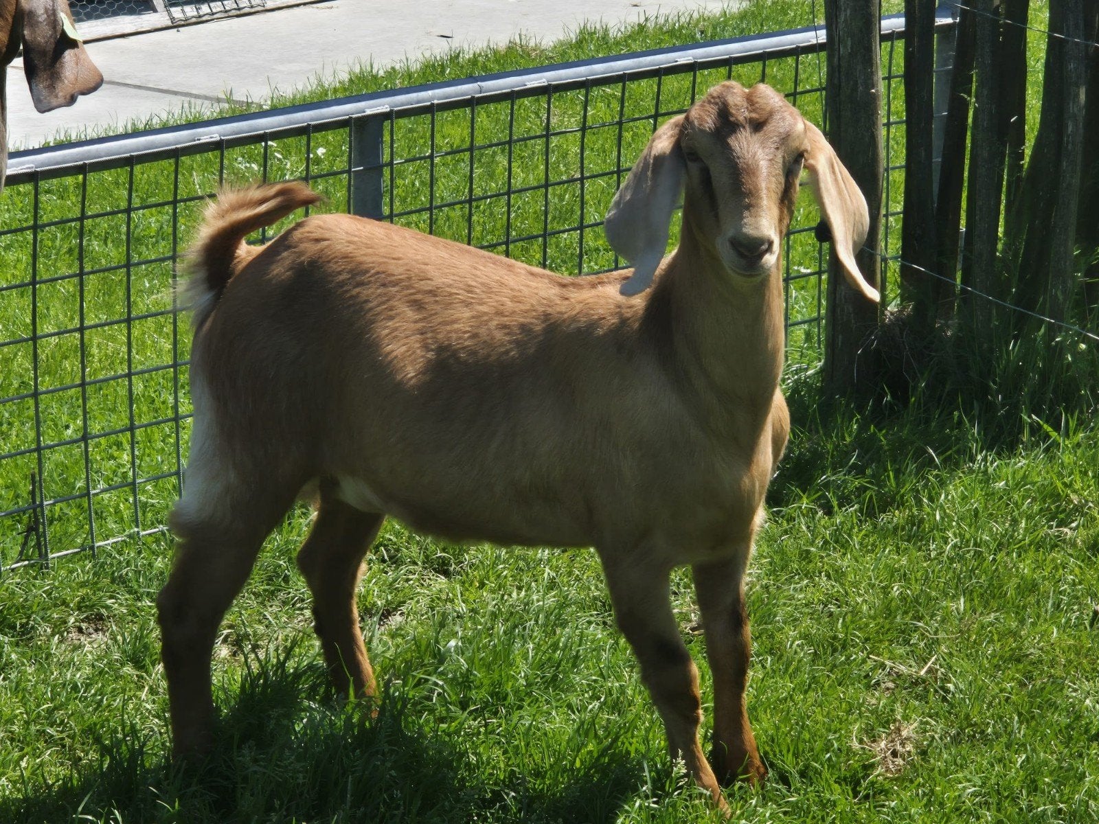 Nette jonge nubische geiten, Dieren en Toebehoren, Schapen, Geiten en Varkens, Vrouwelijk, Geit, 0 tot 2 jaar
