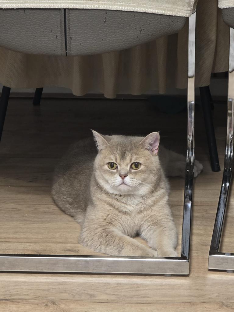 Liefe poes nog maar paar maanden oud, Kleding | Heren, Schoenen, Ophalen
