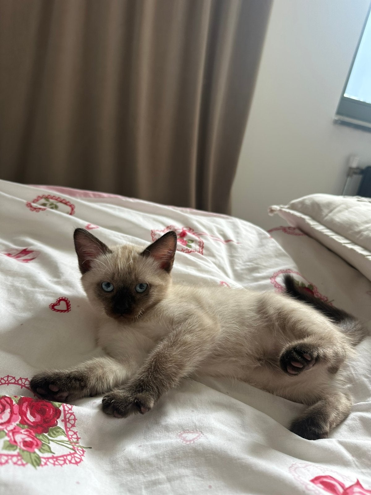Ragdoll x Tonkanees katertje pointed, Dieren en Toebehoren, Meerdere dieren, Gechipt, 0 tot 2 jaar