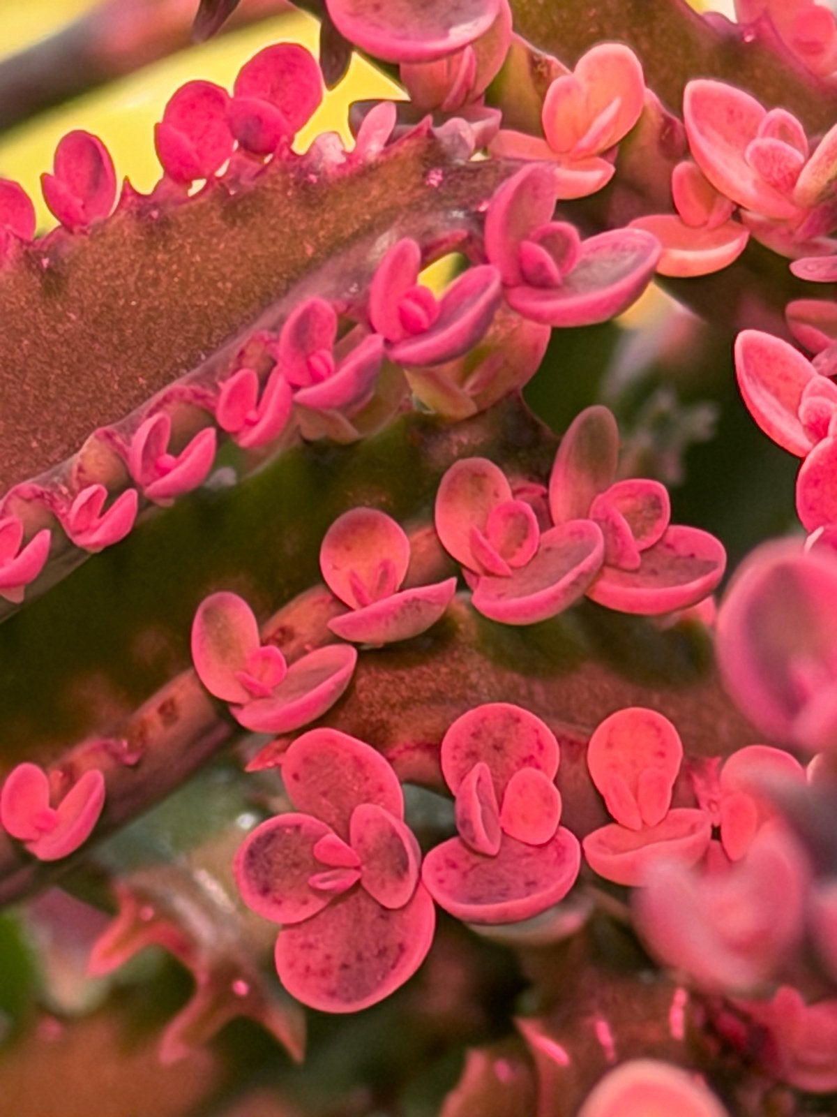 Kalanchoe Pink Butterfly - Unieke Roze Succulent, Overige soorten, Volle zon, Vaste plant, Ophalen of Verzenden