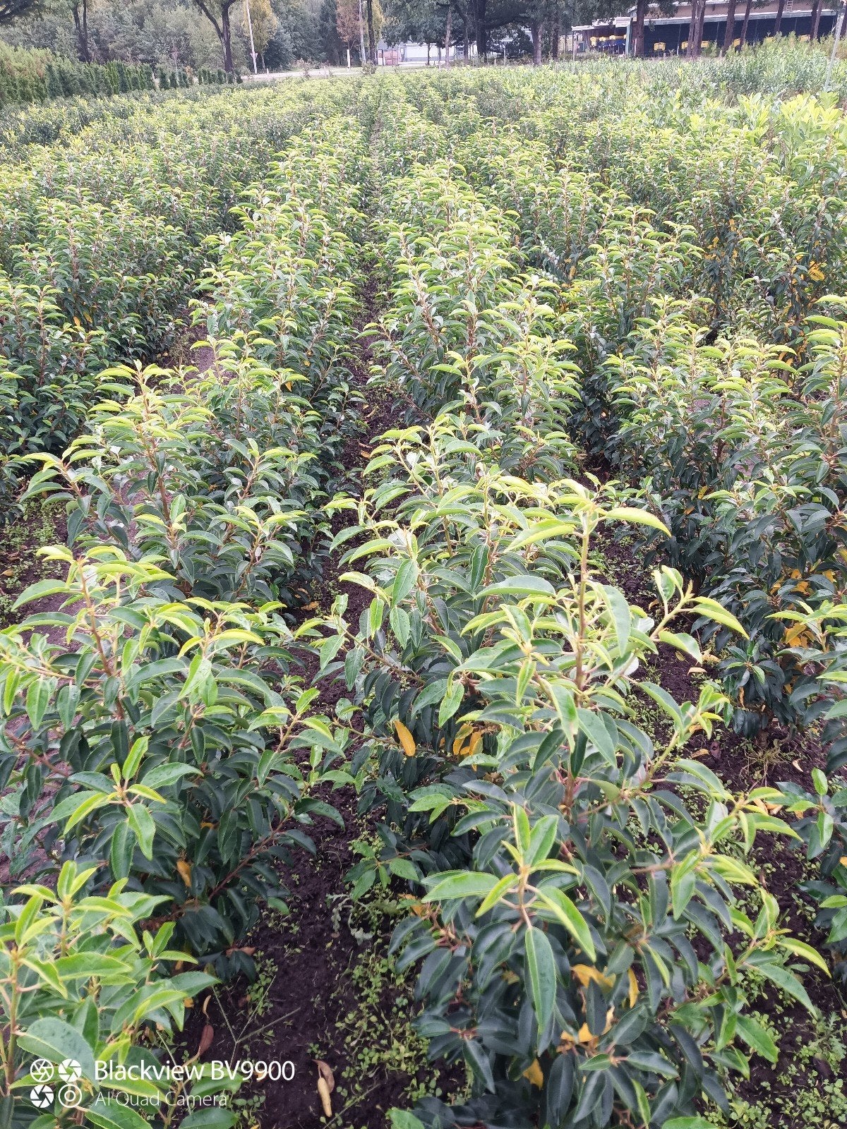 Portugese laurier struiken Prunus l angustifolia 80-100cm, Ophalen of Verzenden, Laurier, Struik, 100 tot 250 cm