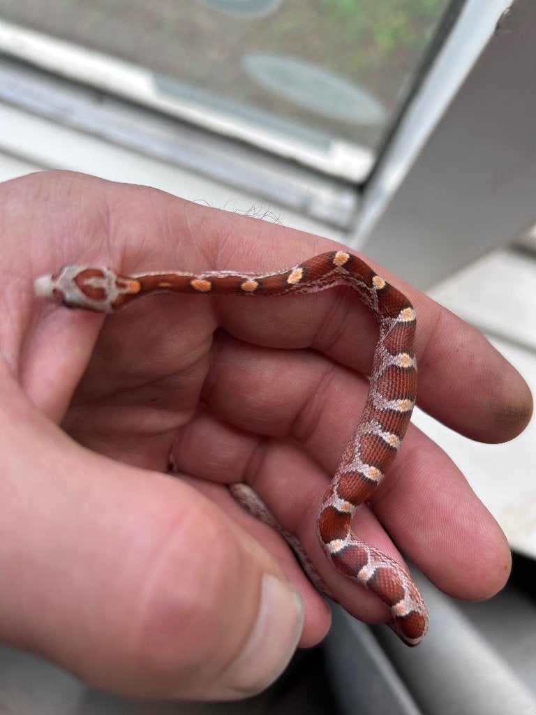 Rattenslangen zomer 2026 Rat Snake photo 2