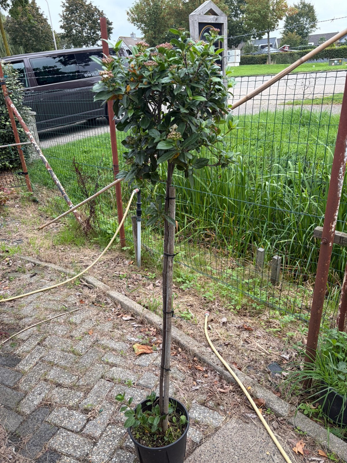 Viburnum tinus op stam €34,99 groen blijvend bloeit nu, Tuin en Terras, Herfst, 100 tot 250 cm, Ophalen, Volle zon