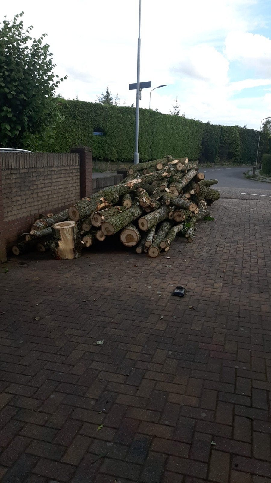 Haardhout, boomstammen populier, 6 m³ of meer, Ophalen, Overige houtsoorten, Stammen