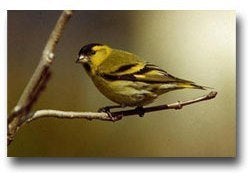 europese sijzen wildkleur, Meerdere dieren, Wildzangvogel, Geringd