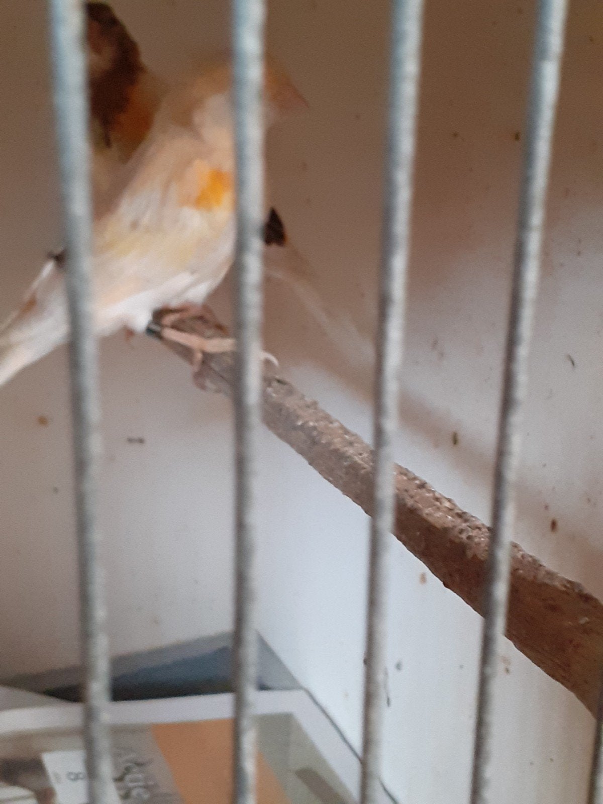 4 harlekijnen geringd 2026, Dieren en Toebehoren, Vogels | Kanaries, Meerdere dieren, Kleurkanarie