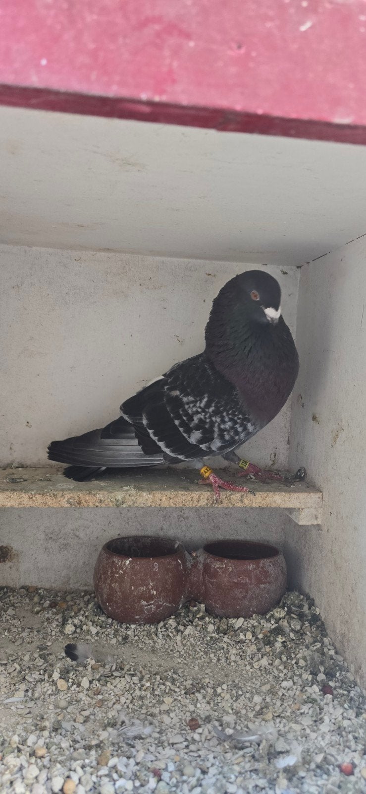 te koop koppel tiro y emperche volbloed spaans, Dieren en Toebehoren, Meerdere dieren, Kropper
