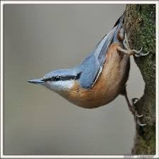 Boomklever gezocht , te koop, Dieren en Toebehoren, Vogels | Overige Vogels, Meerdere dieren, Wildzangvogel, Geringd