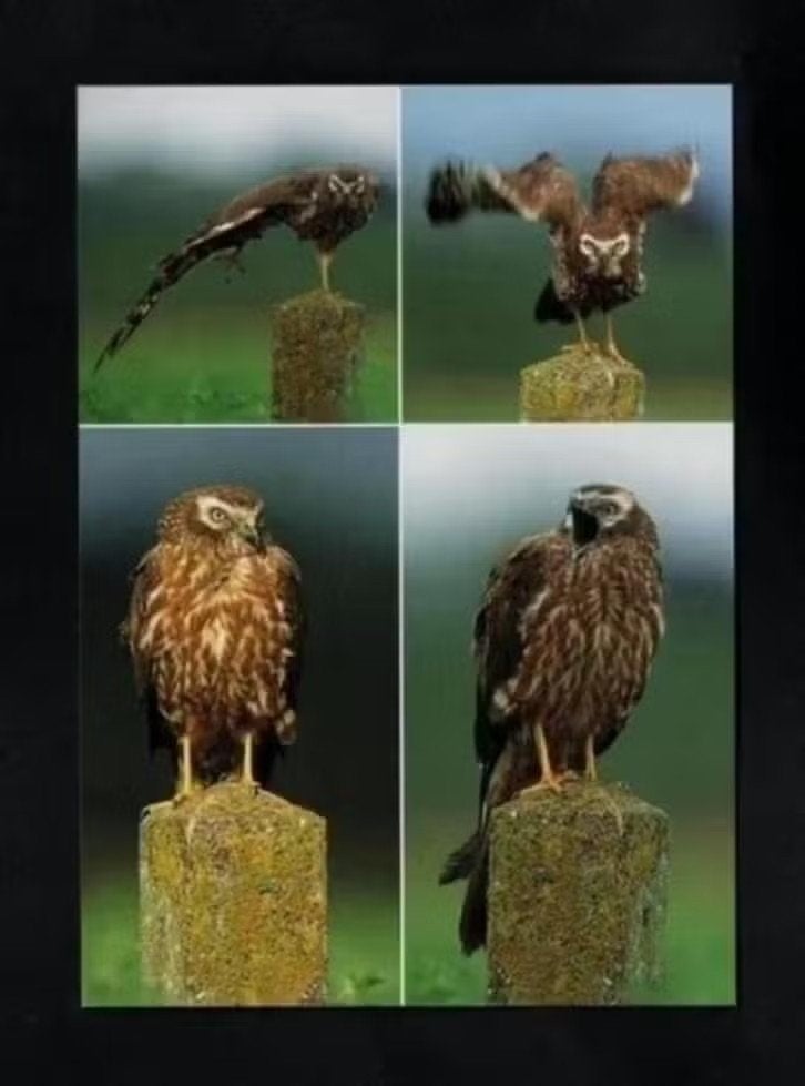 Bellingwolde Grauwe Kiekendief Roofvogel op Paal., Verzamelen, Ansichtkaarten | Dieren, Ophalen of Verzenden, 1980 tot heden, Ongelopen