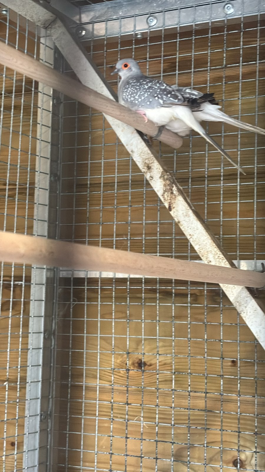 4 diamant duifjes, Dieren en Toebehoren, Meerdere dieren