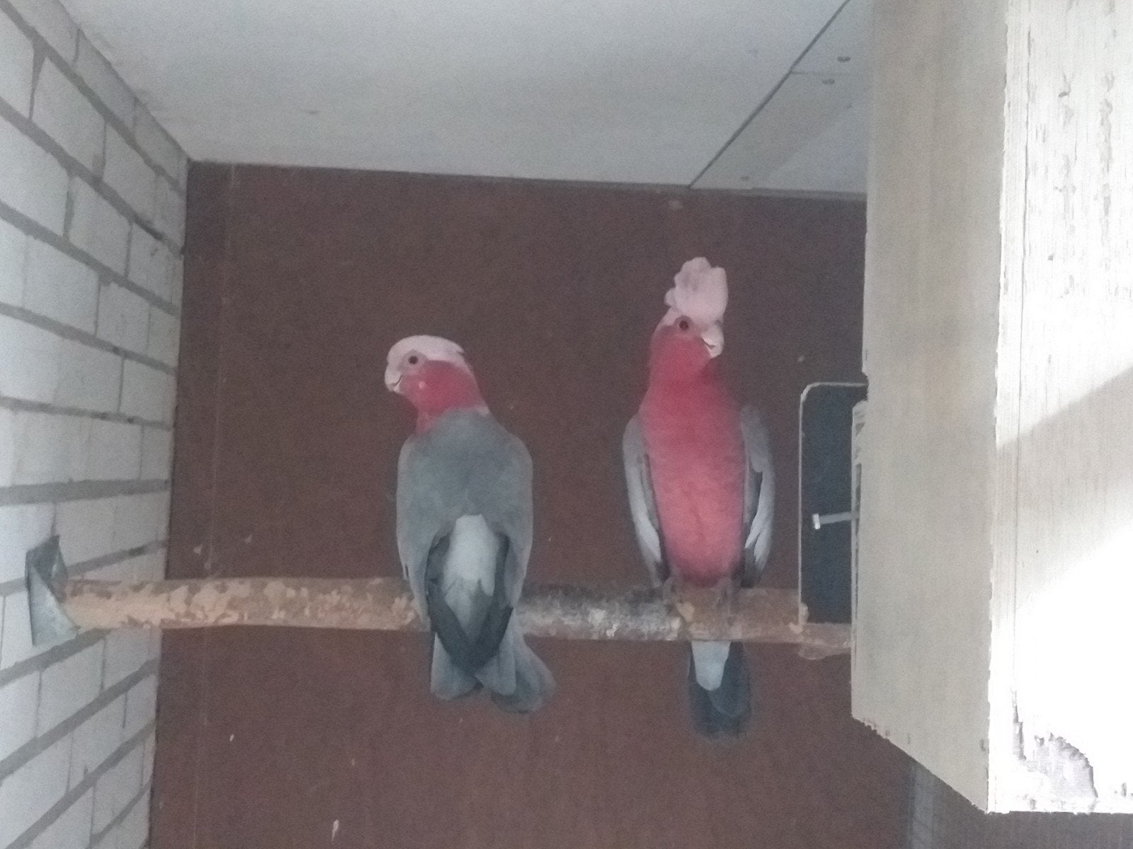 Mooi Koppel Rose kaketoe met dit jaar 2 jongen op stok, Dieren en Toebehoren, Meerdere dieren, Papegaai