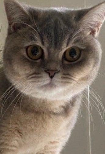 Britse korthaar creme, Dieren en Toebehoren, Katten en Kittens | Raskatten | Korthaar, Poes