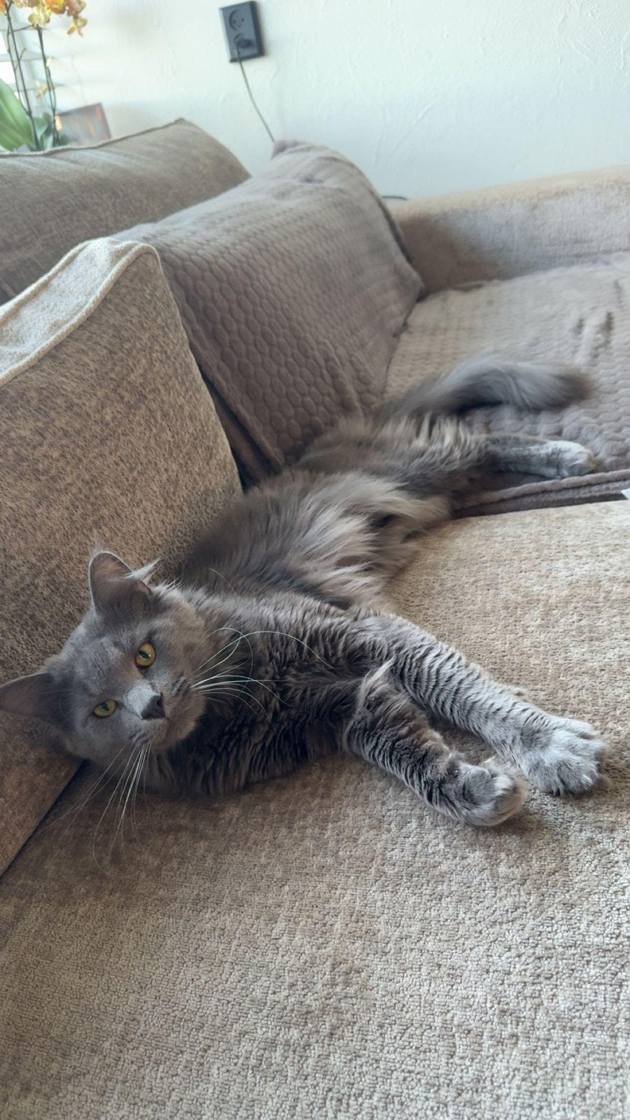 Maine Coon | Simba, Kater, Gechipt, 0 tot 2 jaar