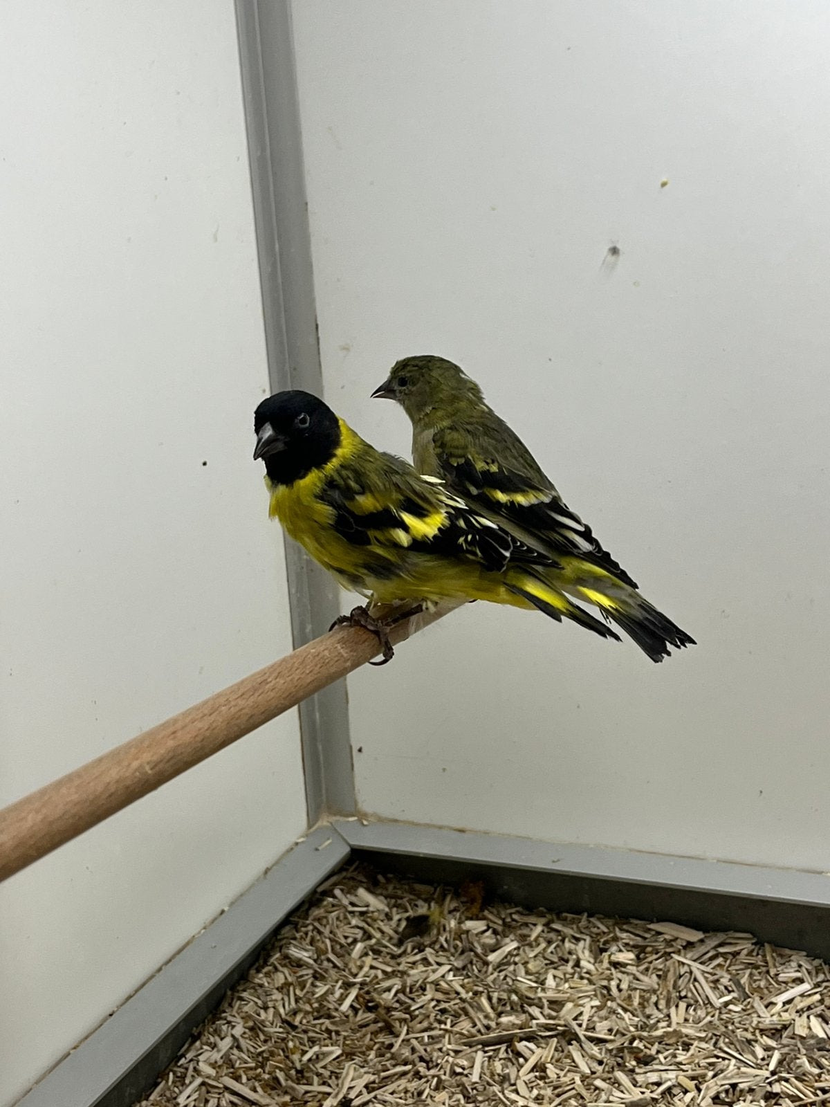 1-1 Zwartkopsijs, Dieren en Toebehoren, Meerdere dieren, Wildzangvogel, Geringd