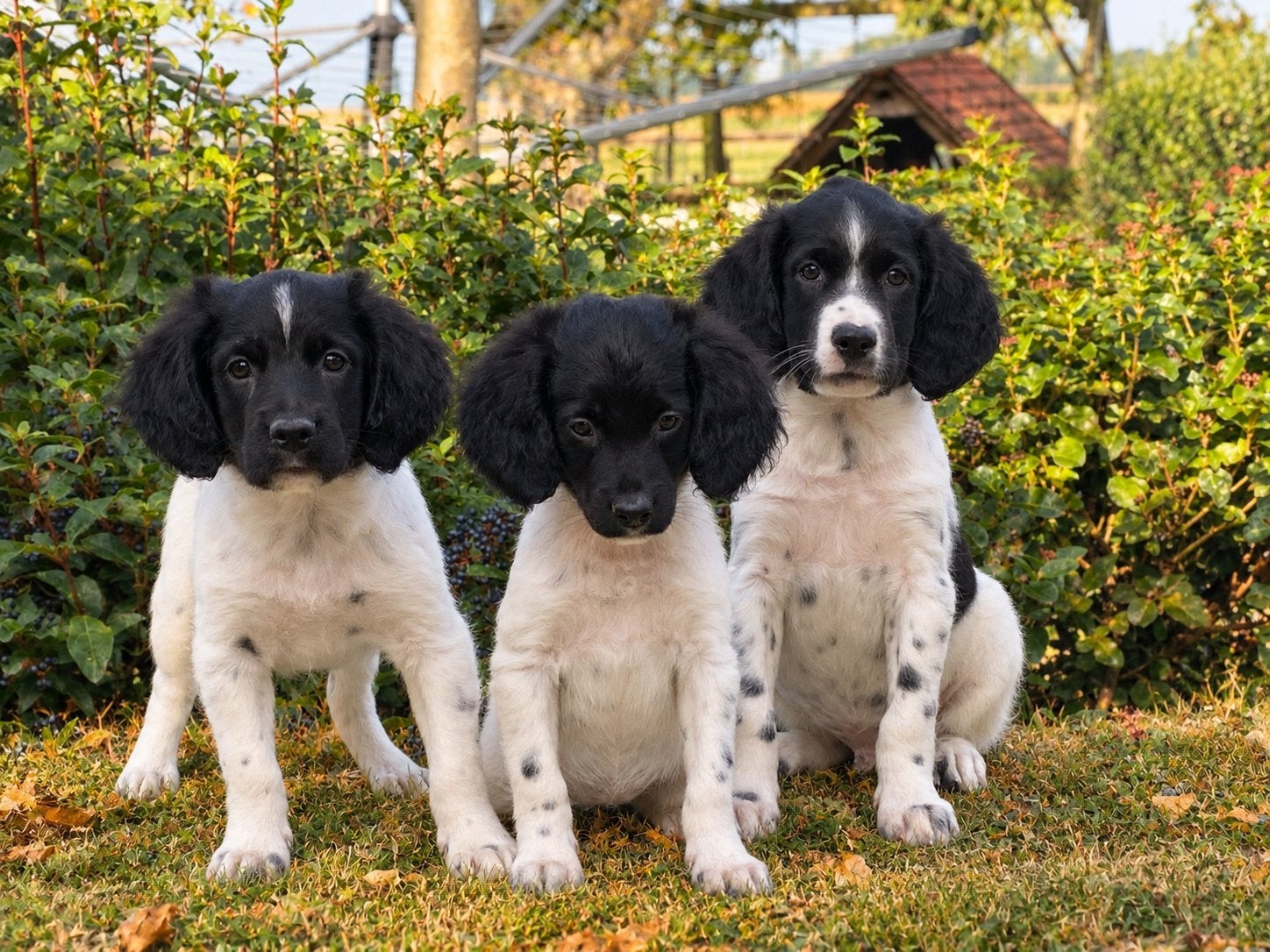 Hele mooie BORDER COLLIE x FRIESE STABIJ pups, Dieren en Toebehoren, Nederland, CDV (hondenziekte), 8 tot 15 weken, Meerdere