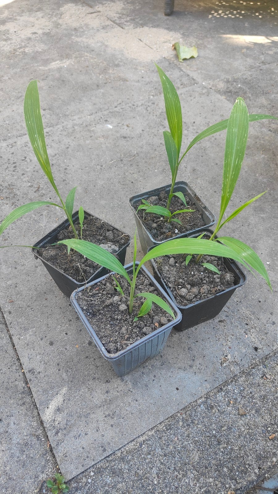 setaria palmifolia - palm gras, Tuin en Terras, Ophalen of Verzenden, Siergrassen, Volle zon