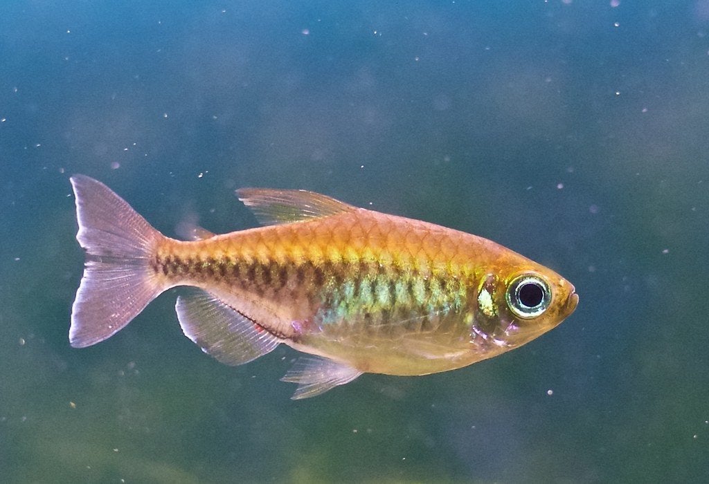 5 vrouwlijke Congo Tetra, Dieren en Toebehoren, Ophalen, Leeg aquarium
