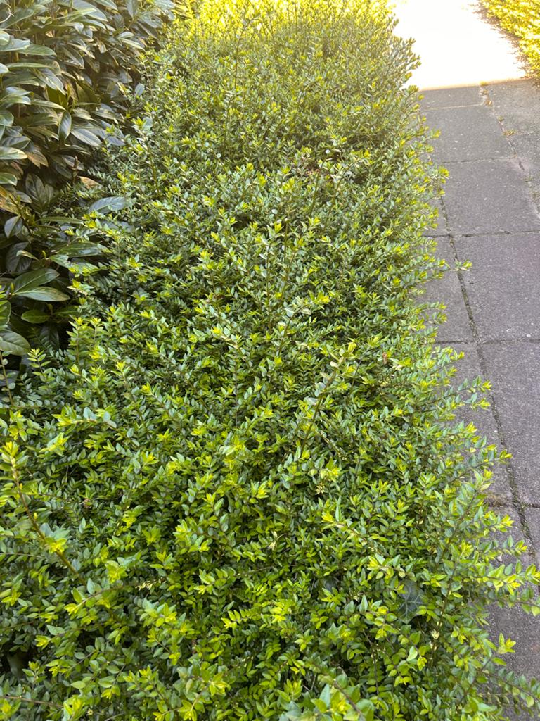 Tuinplanten: hortensia’s, Chinese kamperfoelie & buxushaag, Vaste plant, Halfschaduw, Zomer, Ophalen