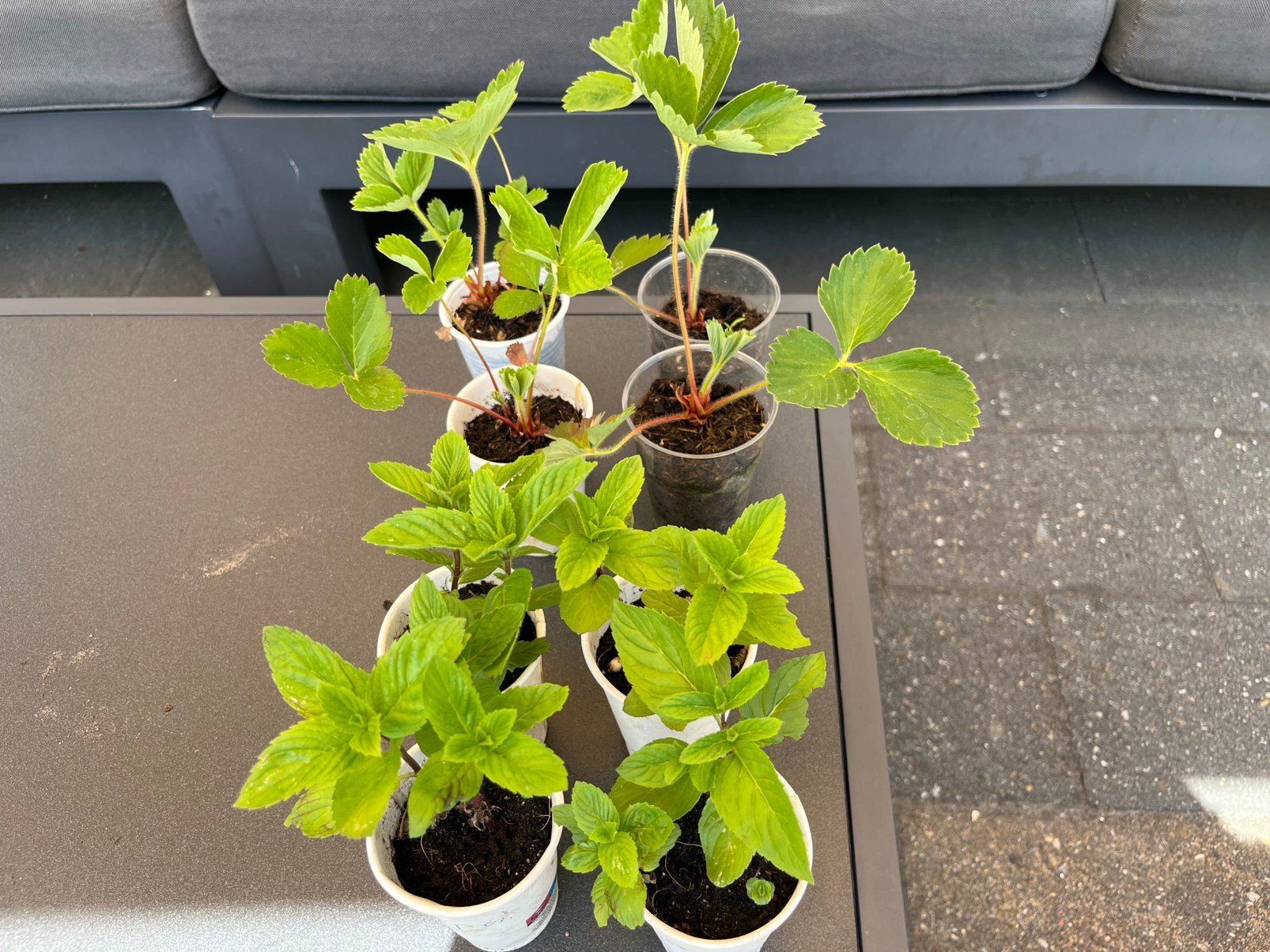 Aardbeien en Turkse munt stekjes €1 pst - Hilversum, Tuin en Terras, Planten | Tuinplanten, Ophalen of Verzenden, Volle zon