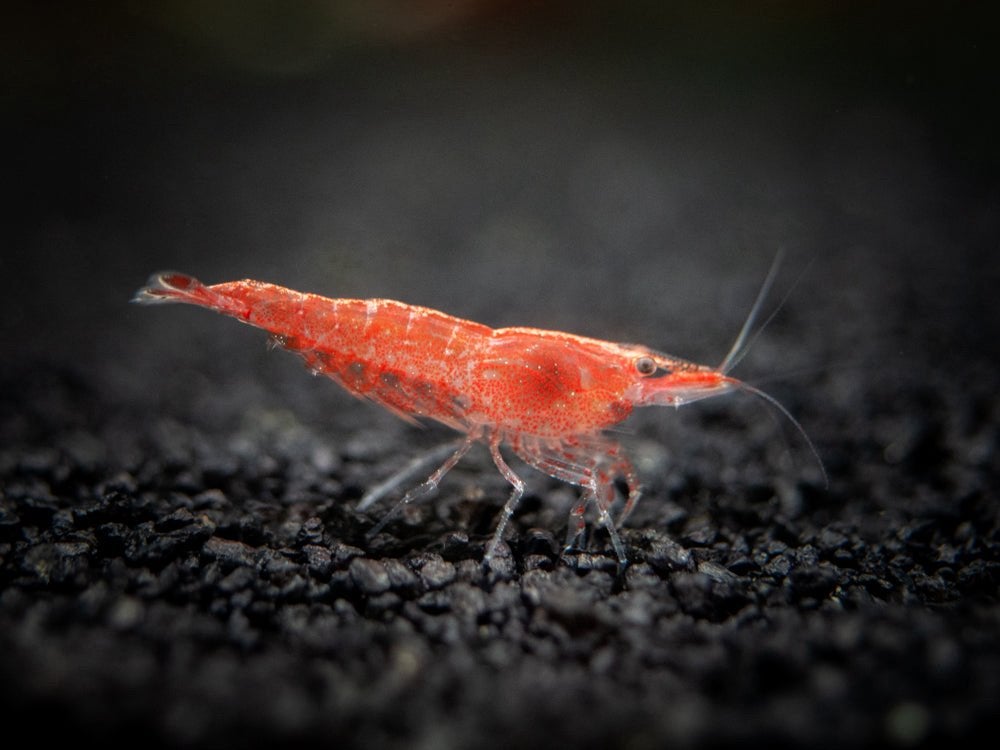 Red Cherry / Sakura Neocaridina Garnalen, Dieren en Toebehoren, Vissen | Aquariumvissen, Kreeft, Krab of Garnaal