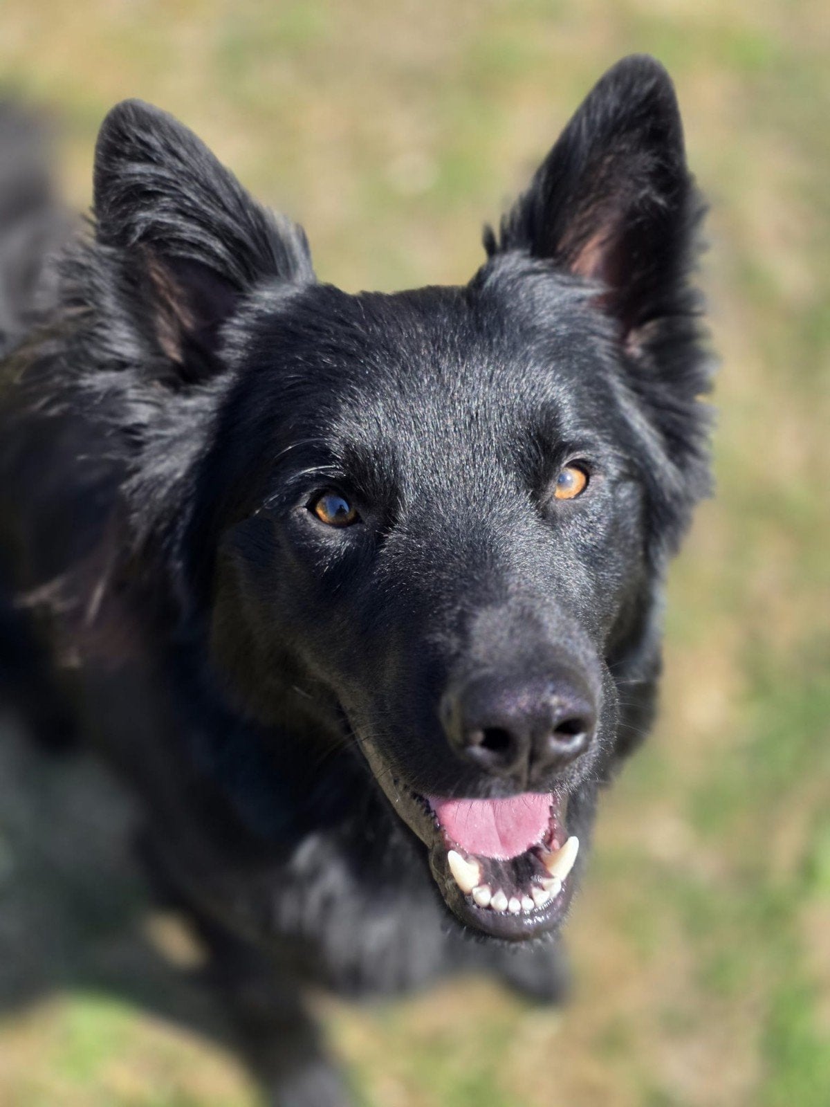 temperamentvolle herderreu zoekt nieuwe plek, Dieren en Toebehoren, Honden | Herdershonden en Veedrijvers, Particulier, Reu, 1 tot 2 jaar
