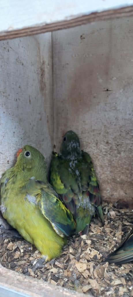 jonge Bergparkieten, Dieren en Toebehoren, Vogels | Parkieten en Papegaaien, Meerdere dieren, Parkiet, Geringd