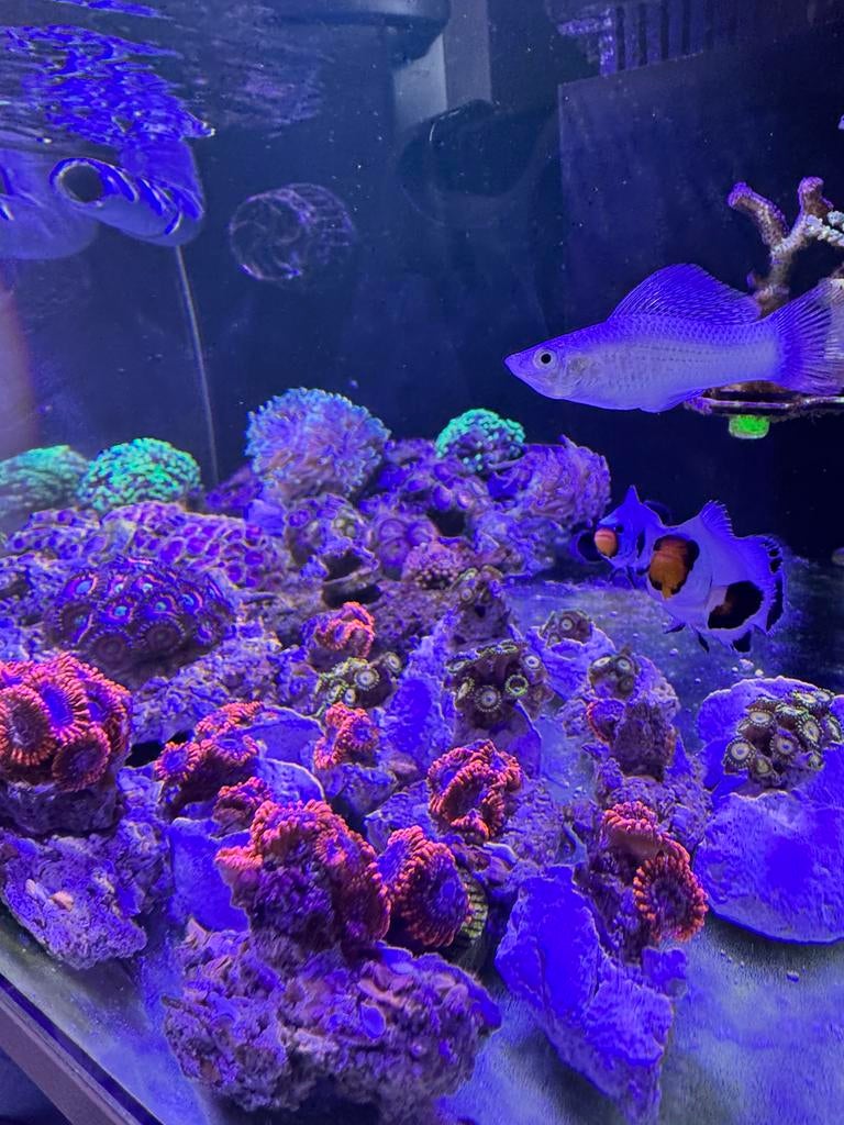 Zoa frags koraal hamers, Dieren en Toebehoren, Vis