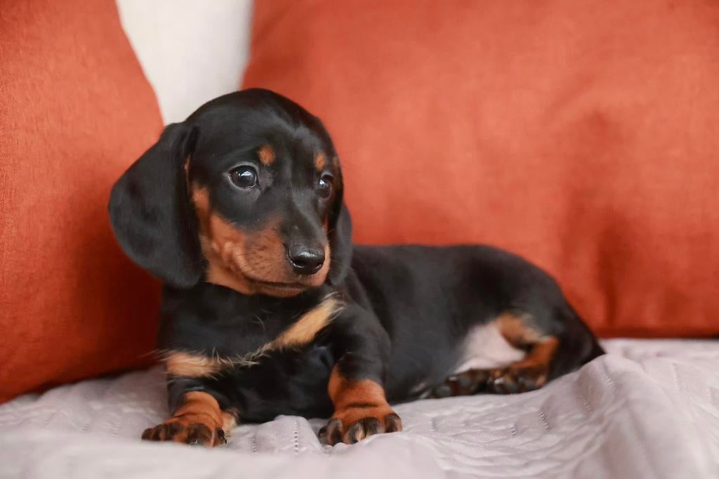 Prachtige dwerg teckel pups, Dieren en Toebehoren, Honden | Teckels en Dashonden, Parvo, 8 tot 15 weken, Korthaar, Dwerg