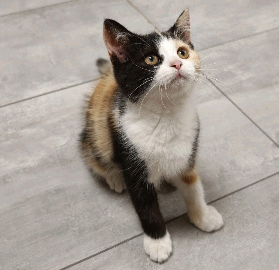 kittens