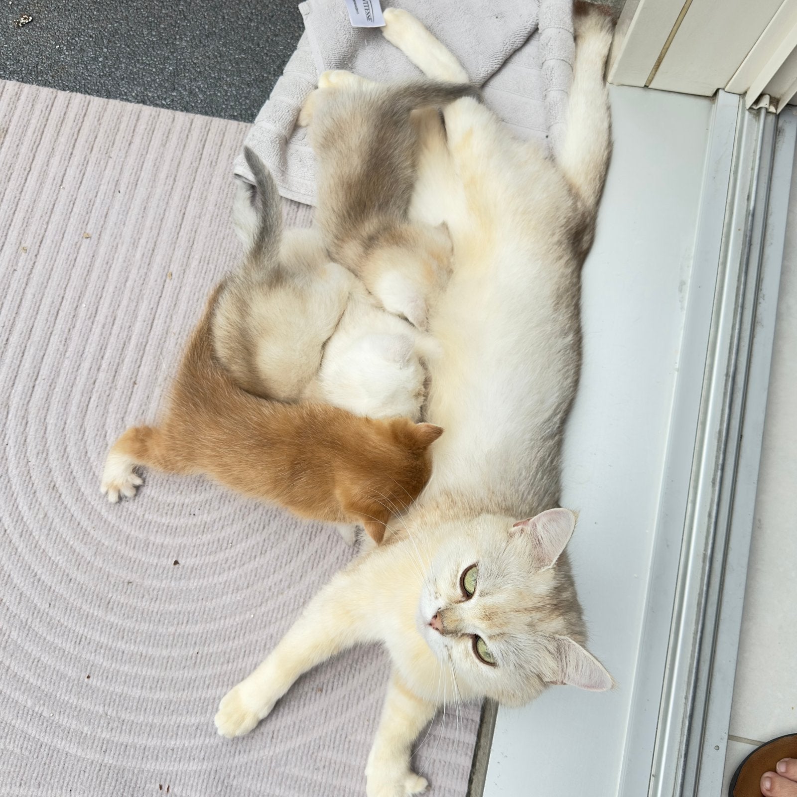 Golden shaded britse korthaar kittens, Dieren en Toebehoren, Kater, Kortharig, 0 tot 2 jaar
