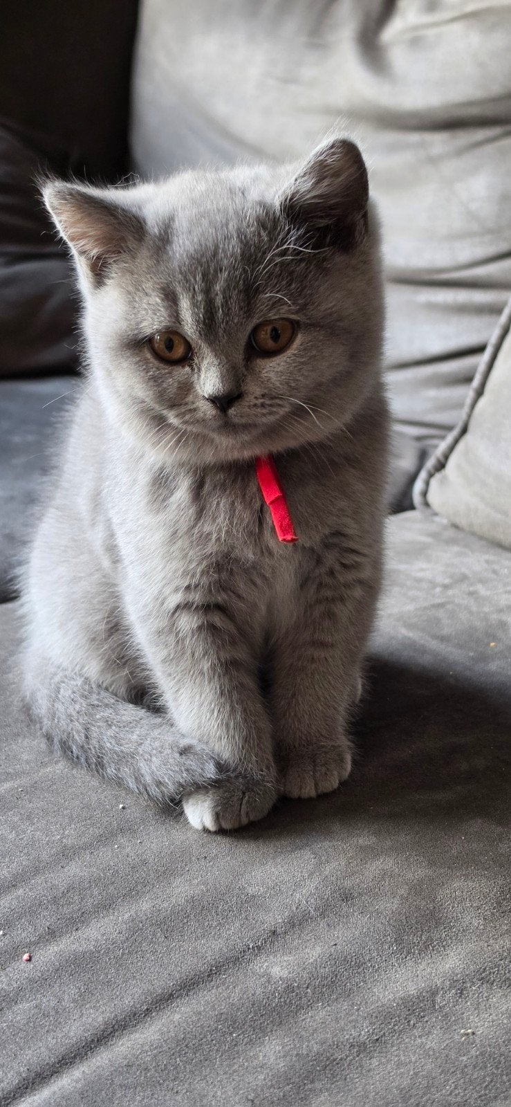 Britse korthaar / langhaar blauwe & lilac kittens, Meerdere dieren