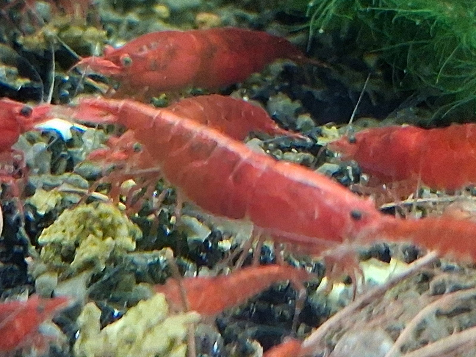 Bloody mary garnalen, Kreeft, Krab of Garnaal