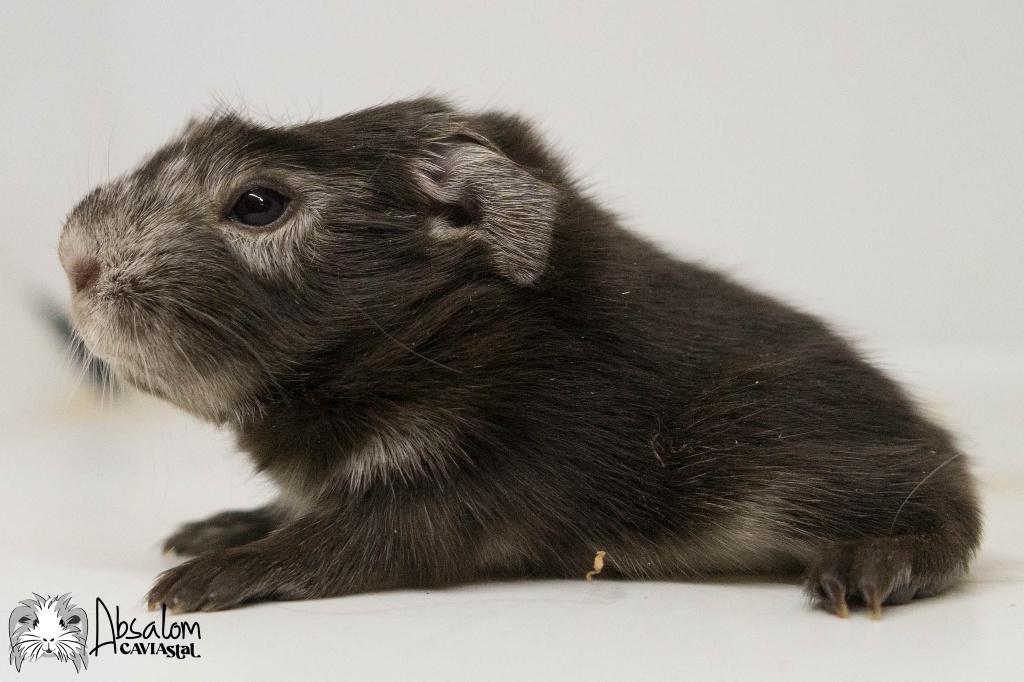 Choco zilvervos witte coronet cavia, Dieren en Toebehoren, Cavia, Mannelijk, Mei, Tam