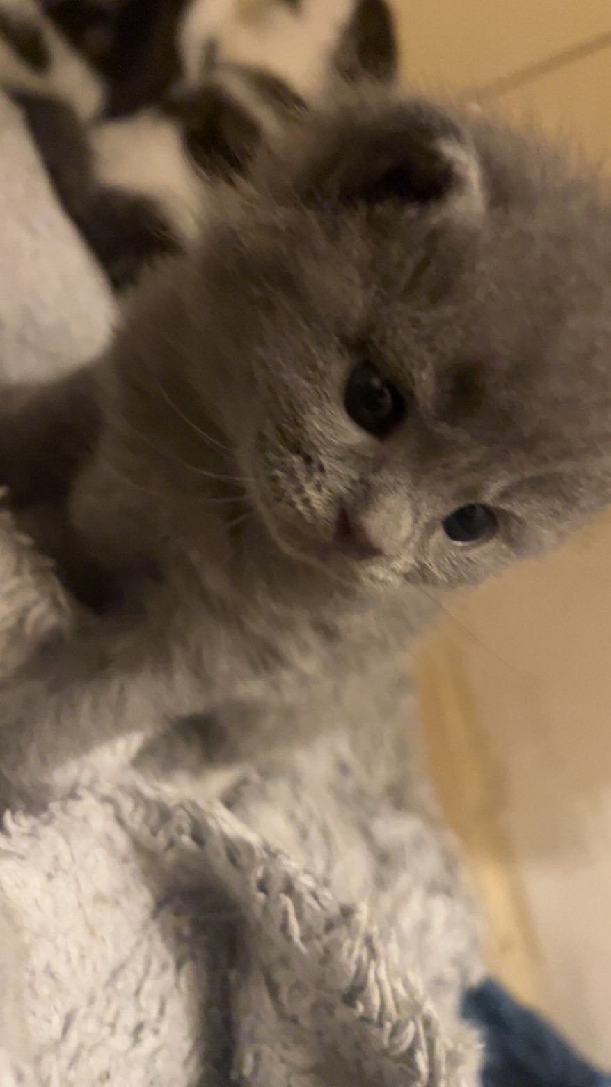 Britse korthaar kittens (5), Dieren en Toebehoren, Katten en Kittens | Raskatten | Langhaar, Poes