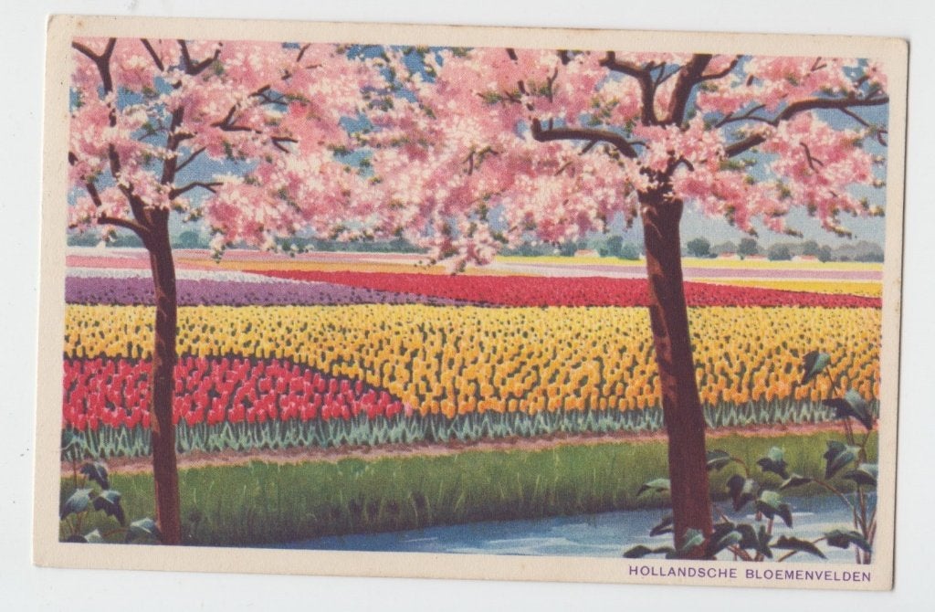 364 Hollandse Bloemenvelden Tulpen in volle bloei 1943 B16, Verzenden, 1940 tot 1960, Gelopen