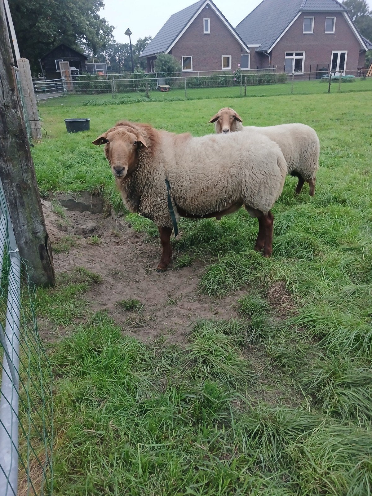 coburger fuchs Ram, Dieren en Toebehoren, Mannelijk, Schaap, 3 tot 5 jaar